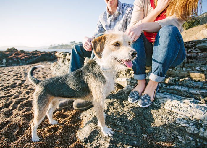 dog and engagement photos at shell beach