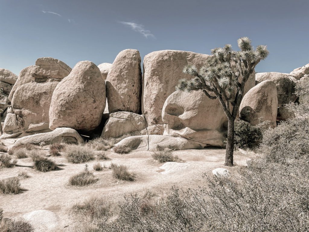 The other earthly forms of Joshua tree.